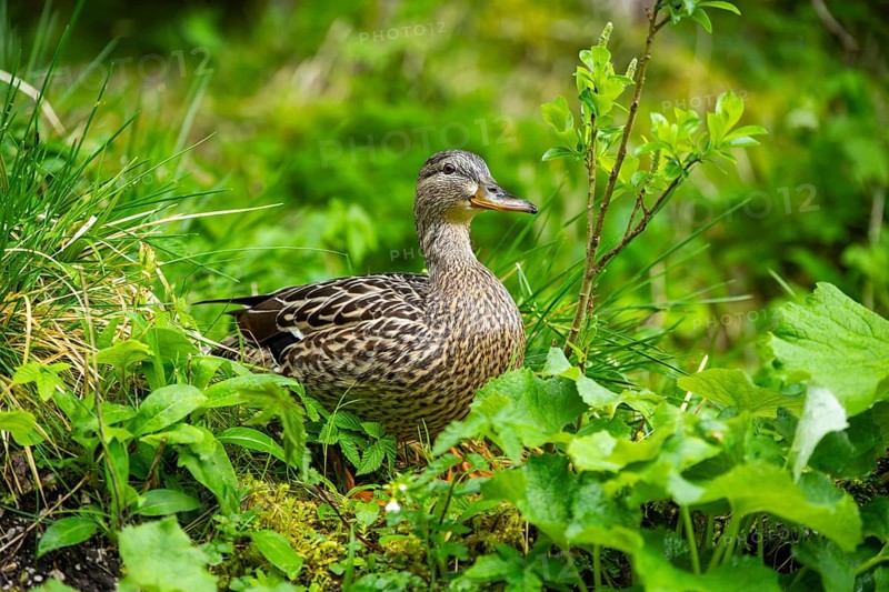 Wild duck (Anas platyrhynchos) female standing on a meadow next to a lake, Austria