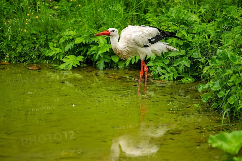 White stork (Ciconia ciconia) standing in a little lake, Austria