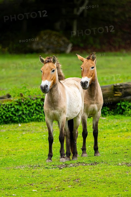 Przewalski's horse (Equus ferus przewalskii) standing on a meadow, Austria, Germany