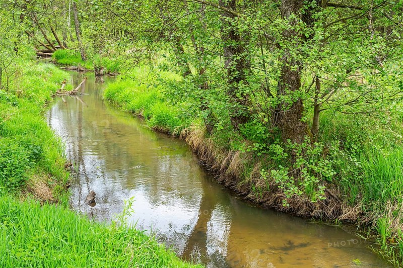 Lanscape of a little stream flowing through the forest in spring on a rainy day, Bavaria, Germany