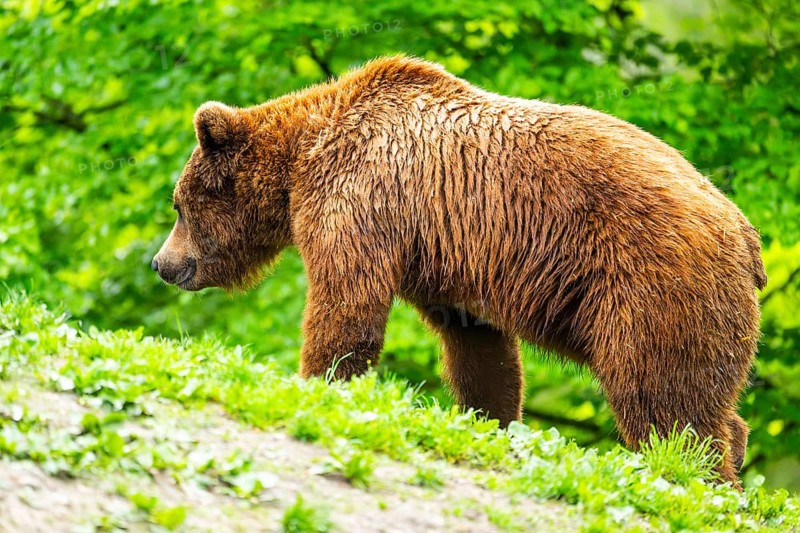 Eurasian brown bear (Ursus arctos arctos) in a forest, Austria