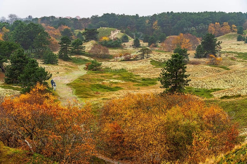 Dune sheep of Ostplate, in the east of the East Frisian island of Spiekeroog, autumn, brown dunes, Lower Saxony, Germany