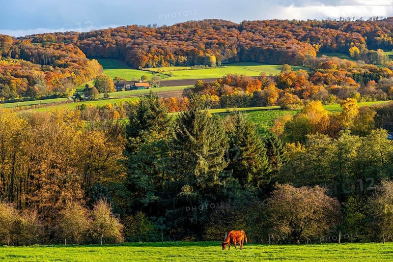 Autumn landscape in Elfringhauser Switzerland, south of Velbert-Langenberg, Viehweide, Germany