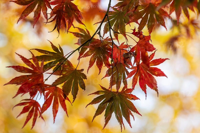 Japanese Japanese maple (Acer palmatum Trompenburg) in autumn leaves, Emsland, Lower Saxony, Germany
