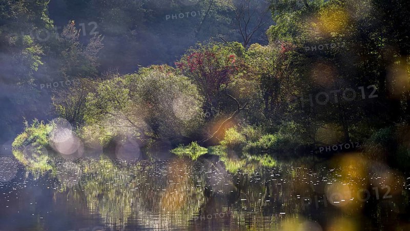 Autumn landscape, trees reflected in water, Thaya River, Thaya Valley National Park, Lower Austria, Austria
