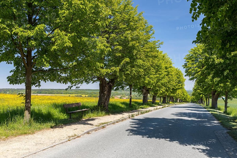 Historic Lindenallee (Tilia) between Berthelsdorf and Herrnhut, Upper Lusatia, Saxony, Germany