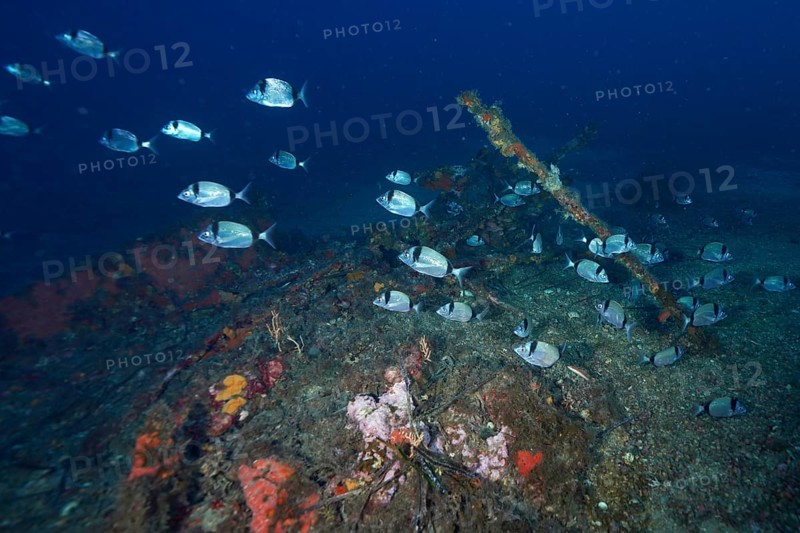 Silver fish, two-banded bream (Diplodus vulgaris) swimming over an overgrown wreck on the seabed in the blue water in the Mediterranean near Hyères, dive site Wreck Ville de Grasse, Giens Peninsula, Porquerolles, Provence, Côte d'Azur, Mediterranean Sea, France