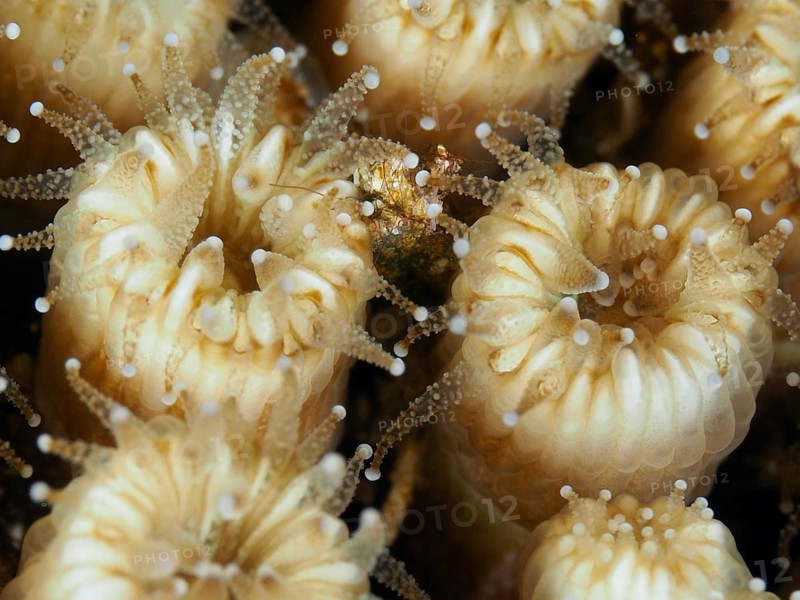 Close-up of blossom-like, beige-colored coral, lawn coral (Cladocora caespitosa) in the Mediterranean near Hyères, Giens peninsula diving site, Porquerolles, Provence, Côte d'Azur, France