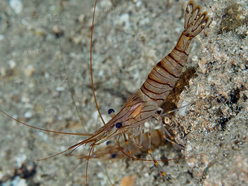 Close-up of striped shrimp, saw shrimp, large rock shrimp (Palaemon serratus), on sandy seabed in the Mediterranean near Hyères, Giens peninsula diving site, Porquerolles, Provence, Côte d'Azur, France