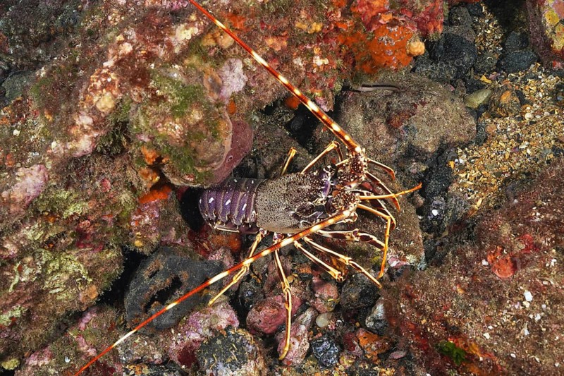 European crawfish (Palinurus elephas) resting on a colorful reef in the Mediterranean near Hyères, Giens peninsula diving site, Porquerolles, Provence, Côte d'Azur, France