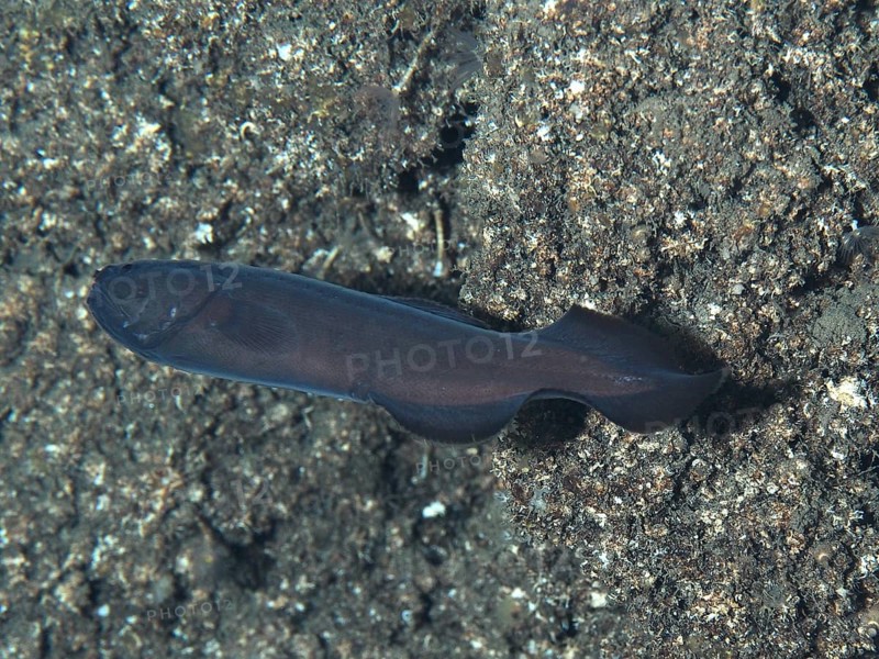 A black cavefish (Grammonus ater), bony fish, on the seabed in a dark environment in the Mediterranean near Hyères, Giens peninsula diving site, Porquerolles, Provence, Côte d'Azur, France