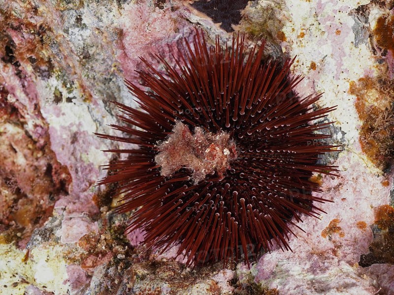 Red-brown rock urchin (Paracentrotus lividus), sea urchin, on a rocky ground in the Mediterranean near Hyères, Giens peninsula diving site, Porquerolles, Provence, Côte d'Azur, France