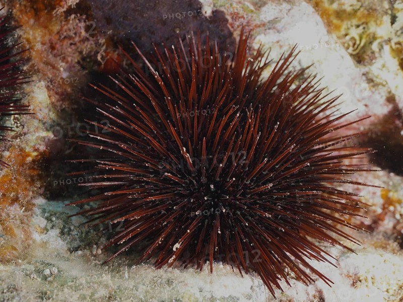 Red-brown rock urchin (Paracentrotus lividus), sea urchin, in an underwater landscape in the Mediterranean near Hyères, Giens peninsula diving site, Porquerolles, Provence, Côte d'Azur, France