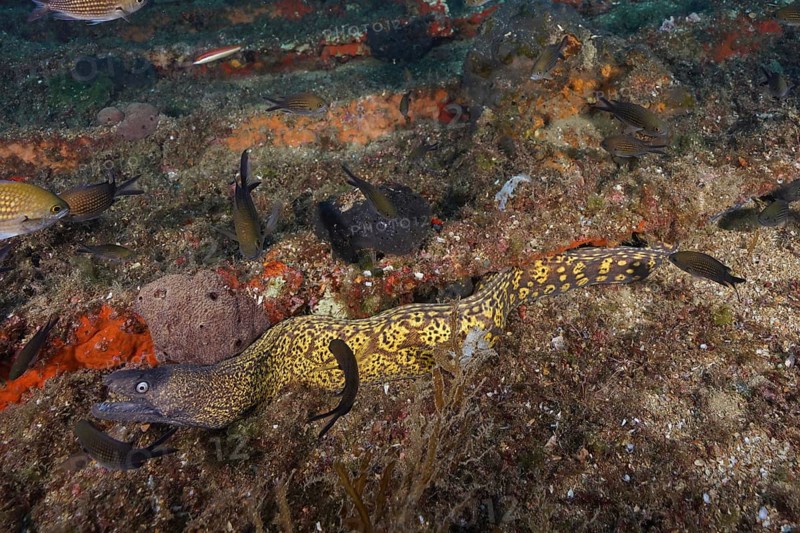 Camouflaged yellow Mediterranean moray eel (Muraena helena) snakes across the seabed in the Mediterranean near Hyères, Giens peninsula diving site, Porquerolles, Provence, Côte d'Azur, France