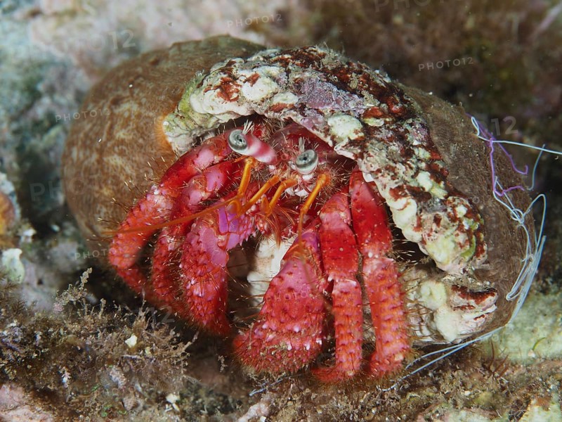 Large red hermit crab (Dardanus calidus) in a snail shell on the seabed in the Mediterranean near Hyères, Giens peninsula diving site, Porquerolles, Provence, Côte d'Azur, France