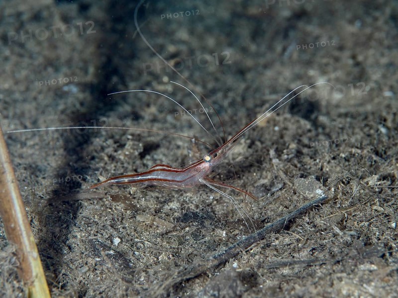 A shrimp with long, thin antennae, unicorn shrimp (Plesionika narval), crawls across the dark seabed in the Mediterranean near Hyères, Giens Peninsula diving site, Porquerolles, Provence, Côte d'Azur, France