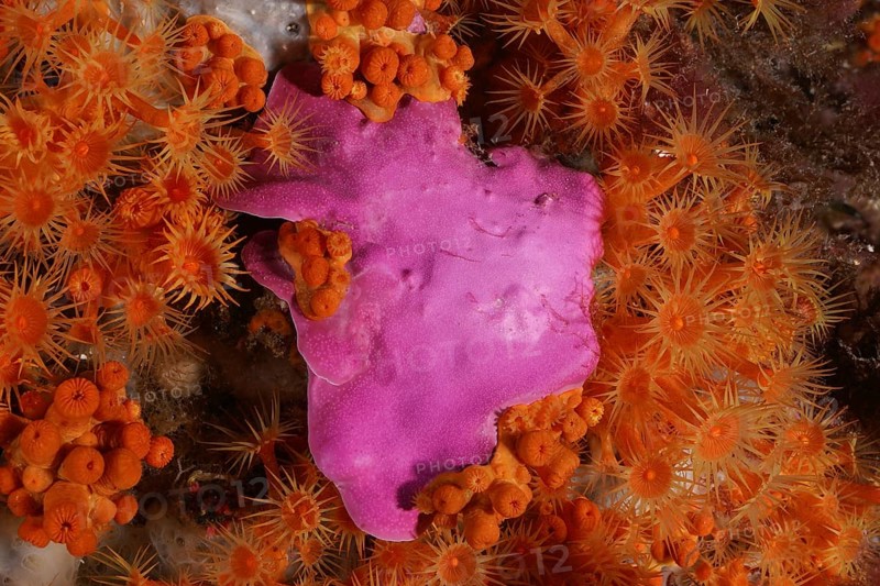 Underwater view of sprawling stone leaf (Mesophyllum expansum) and yellow crustal anemone (Parazoanthus axinellae) in the Mediterranean near Hyères, Giens peninsula diving site, Porquerolles, Provence, Côte d'Azur, France