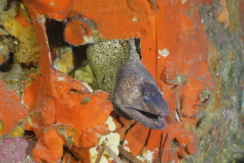 A Mediterranean moray eel (Muraena helena) looks out of the engine compartment of an airplane wreck in the Mediterranean near Hyères, dive site Wreck Mustang P51, Giens Peninsula, Porquerolles, Provence, Côte d'Azur, France