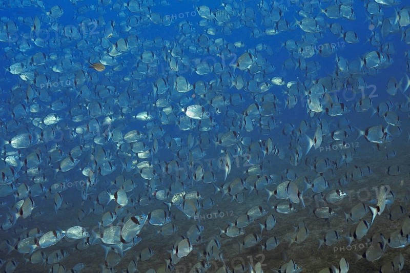Large swarm of silver two-banded bream (Diplodus vulgaris) in deep blue water in the Mediterranean near Hyères, Giens peninsula diving site, Porquerolles, Provence, Côte d'Azur, France