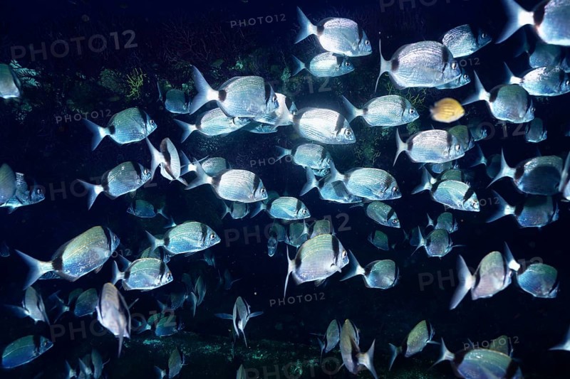 Fish swarm of silvery two-banded bream (Dipoldus vulgaris) in deep blue water with light reflections in the Mediterranean near Hyères, Giens peninsula diving site, Porquerolles, Provence, Côte d'Azur, France