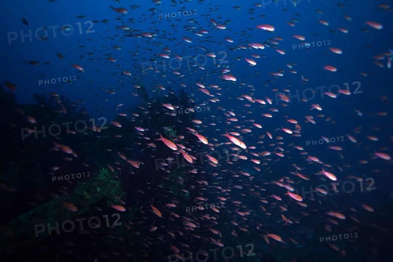 Swarm of small fish, Mediterranean sea bass (Anthias anthias), swimming in the deep blue Mediterranean near Hyères, Giens peninsula diving site, Porquerolles, Provence, Côte d'Azur, France