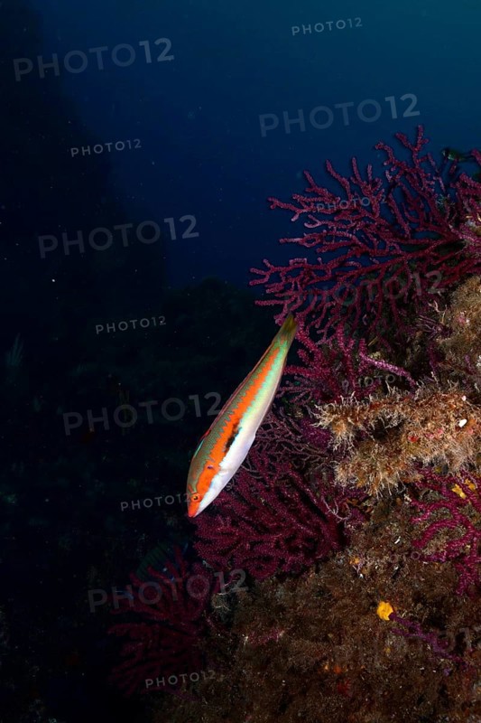 Colourful merjunker (Coris julis) floating next to purple coral, colour-changing gorgonia (Paramuricea clavata), deep in the Mediterranean near Hyères, Giens peninsula diving site, Porquerolles, Provence, Côte d'Azur, France