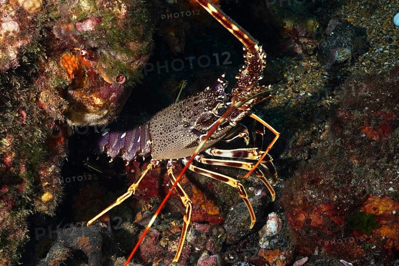 European crawfish (Palinurus elephas) with complex pattern and long antennae nestled in a rocky reef in the Mediterranean near Hyères, Giens peninsula diving site, Porquerolles, Provence, Côte d'Azur, France