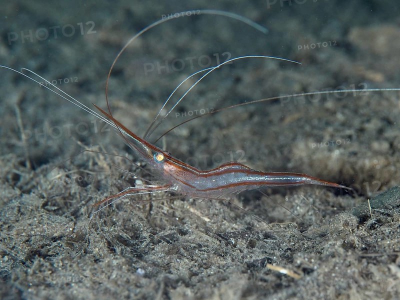 Transparent shrimp with long antennae, unicorn shrimp (Plesionika narval), on a dark, sandy seabed in the Mediterranean near Hyères, Giens peninsula diving site, Porquerolles, Provence, Côte d'Azur, France