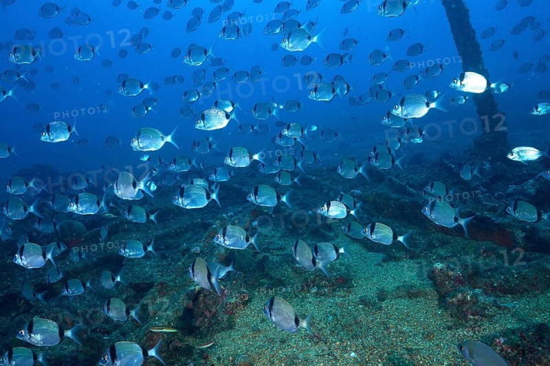 Fish swarm of two-banded bream (Diplodus vulgaris) swimming over a wreck covered with algae in the Mediterranean near Hyères, Giens peninsula diving site, Porquerolles, Provence, Côte d'Azur, France