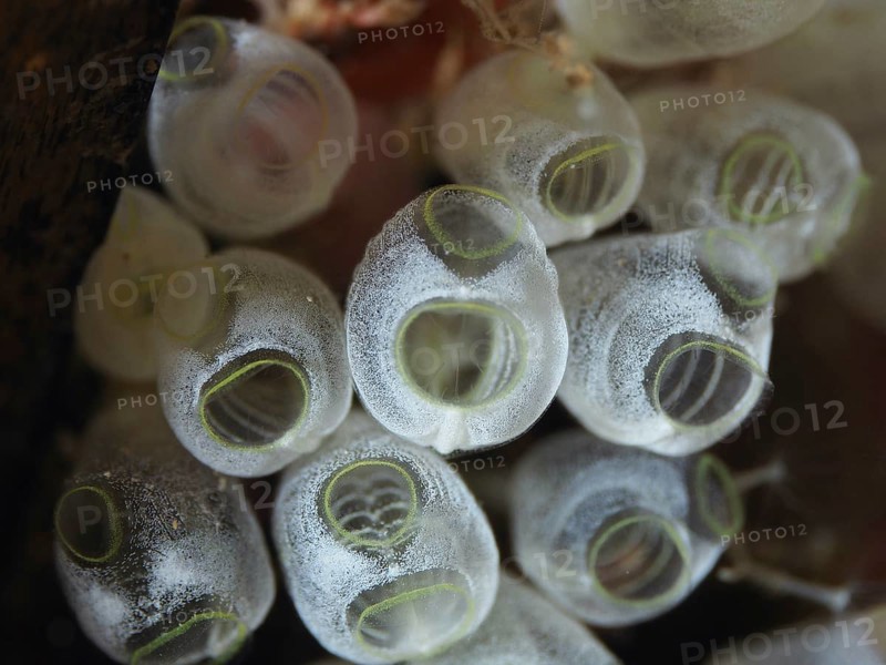 Several transparent dwarf sea spids (Pycnoclavella nana), sea sharks, in a close-up view in the Mediterranean near Hyères, Giens peninsula diving site, Porquerolles, Provence, Côte d'Azur, France