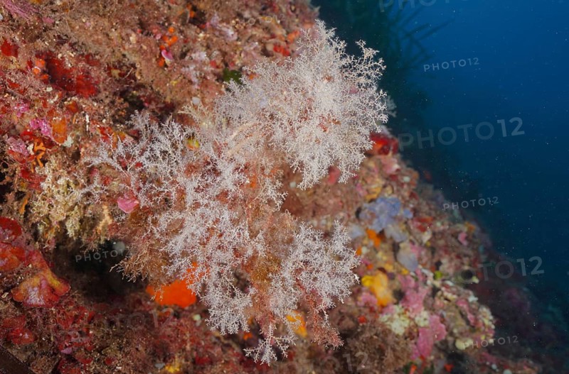 White, filigree grape-shaped tree polyp (Eudendrium racemosum), hydrozoe, on colorful seabed under water in the Mediterranean near Hyères, Giens peninsula diving site, Porquerolles, Provence, Côte d'Azur, France