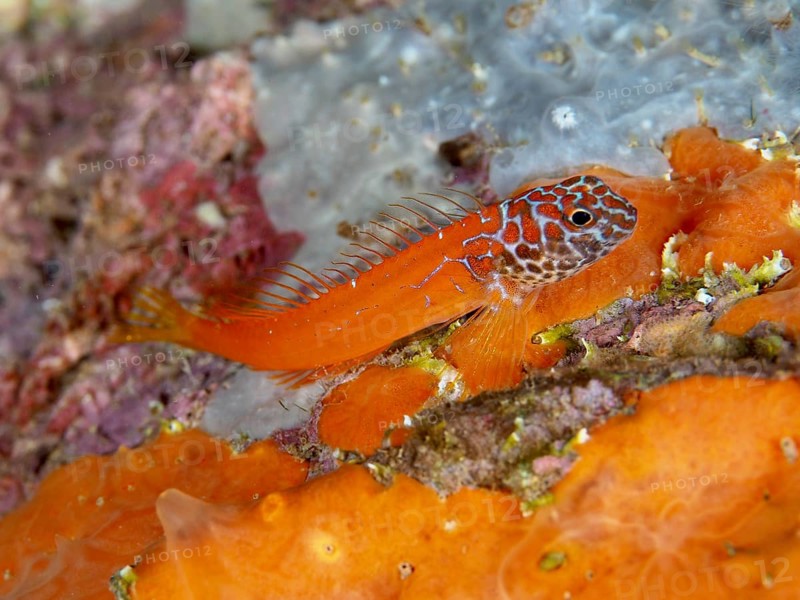 Bright orange hagfish, Schwarzkopf hagfish (Microlipophrys nigriceps), on a colorful reef in the Mediterranean near Hyères, Giens peninsula diving site, Porquerolles, Provence, Côte d'Azur, France