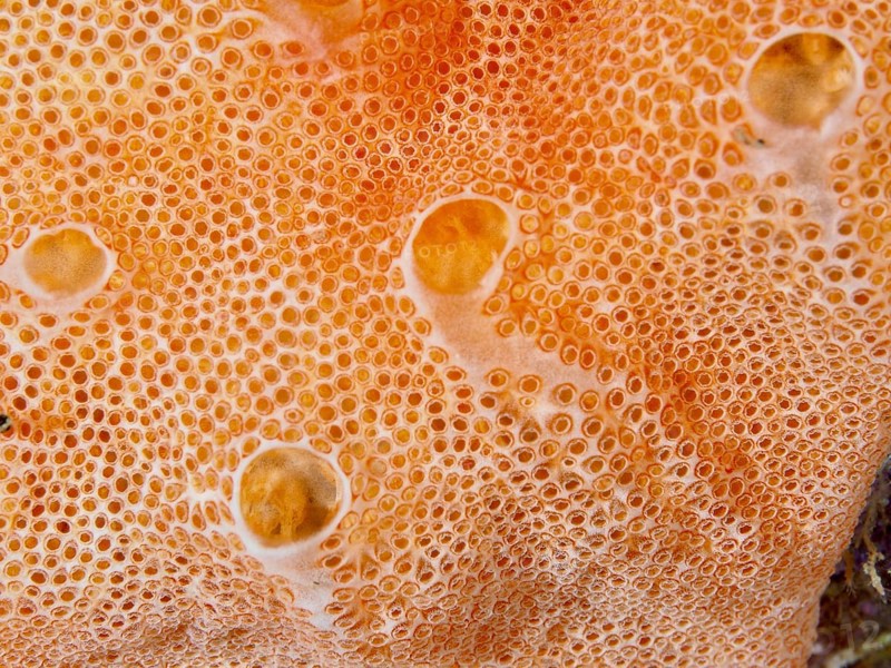 Close-up of Mediterranean sea strawberry (Aplidium elegans), sea silk, with round pattern in the Mediterranean near Hyères, Giens peninsula diving site, Porquerolles, Provence, Côte d'Azur, France