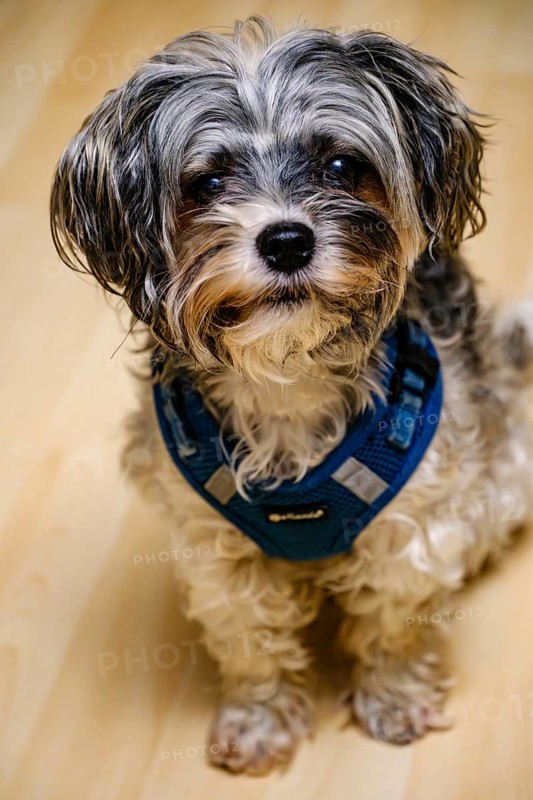 Portrait of a Biewer Terrier (originally Biewer Yorkshire) sitting, studio shot