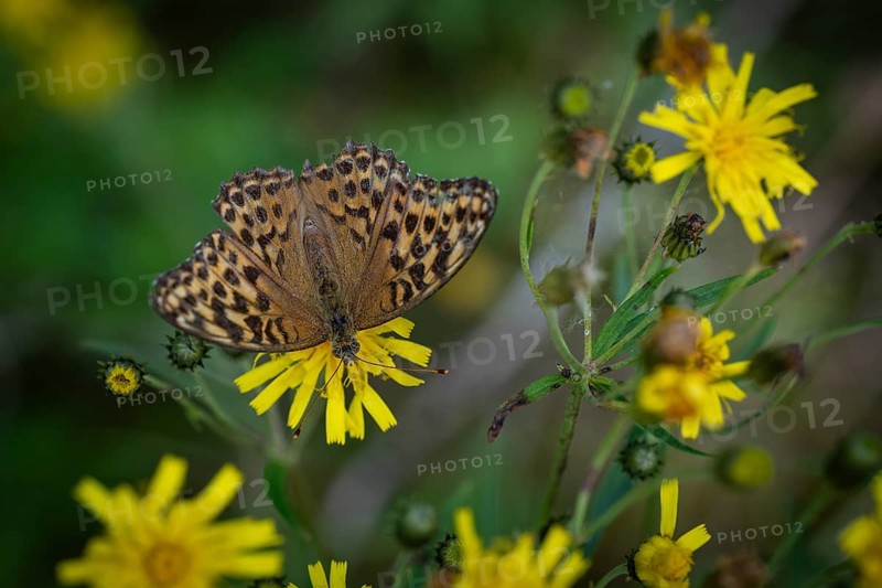 Imperial mantle or silver line (Argynnis paphia) on yellow dandelion flowers, Sweden