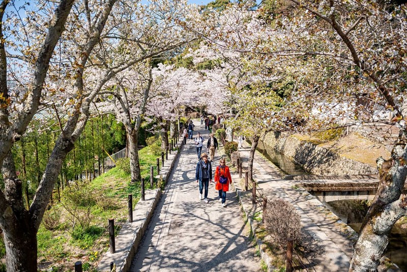 Footpath along a canal, cherry blossoms in spring, Philosopher's Path or Tetsugaku no michi, Kyoto, Japan