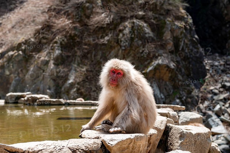 Japanese macaque (Macaca fuscata) sitting on rocks near water, Yamanouchi, Nagano Prefecture, Honshu Island, Japan