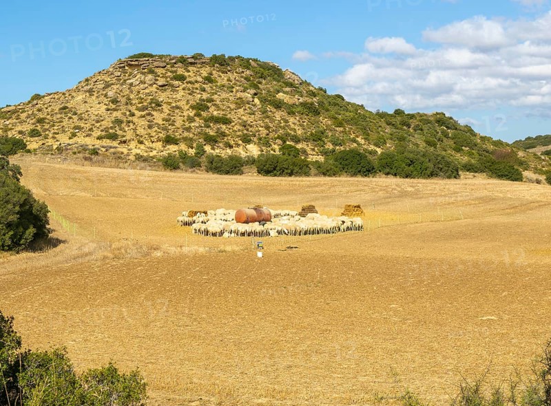 Farming landscape with sheep, Los Bañales, Layana, Zaragoza proviene, Aragon, Spain