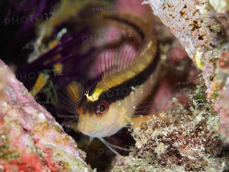 A detailed image of a small fish, longstriped hagfish (Parablennius rouxi), hidden among the colorful algae of a reef in the Mediterranean near Hyères, Giens Peninsula diving site, Porquerolles, Provence, Côte d'Azur, France