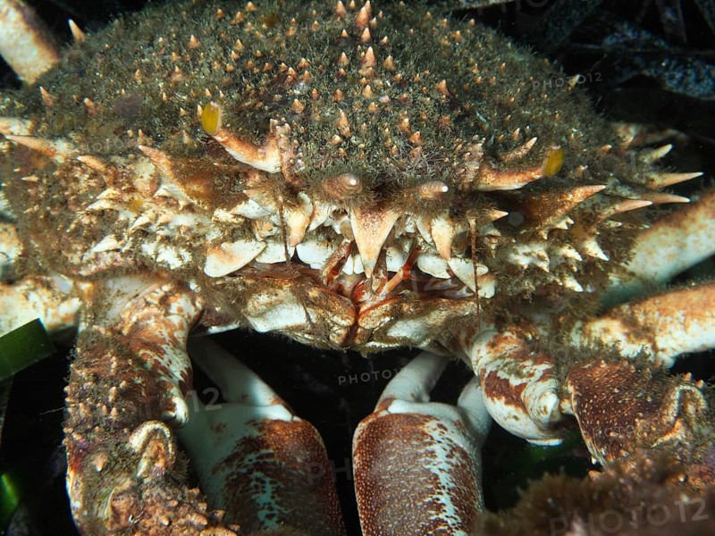 Close-up of a spiky crab with an impressive shell structure, large spider crab (Maja squinado) . Mediterranean near Hyères, Giens peninsula diving site, Porquerolles, Provence, Côte d'Azur, France