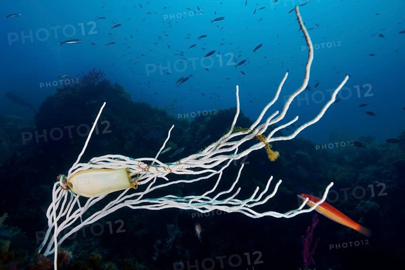 Egg capsule of large spotted cat shark (Scyliorhinus stellaris) attached to white gorgony (Eunicella singularis) in the Mediterranean near Hyères, Giens peninsula diving site, Porquerolles, Provence, Côte d'Azur, France