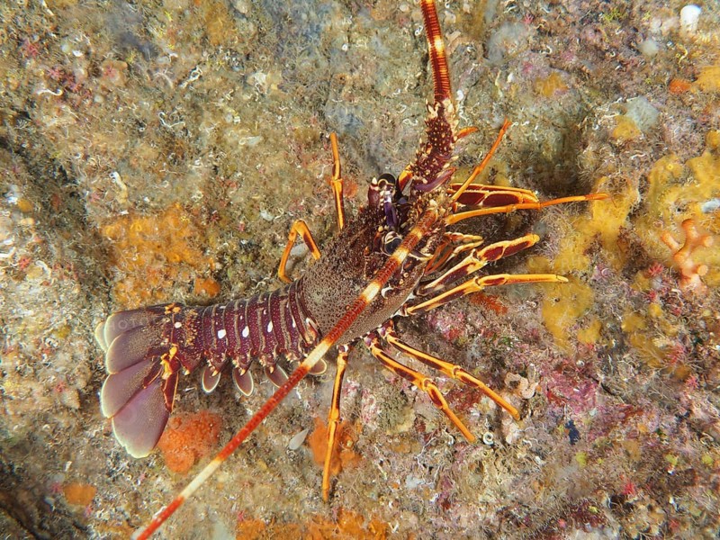 Side view of European crawfish (Palinurus elephas) with striking colors in the Mediterranean near Hyères, Giens peninsula diving site, Porquerolles, Provence, Côte d'Azur, France