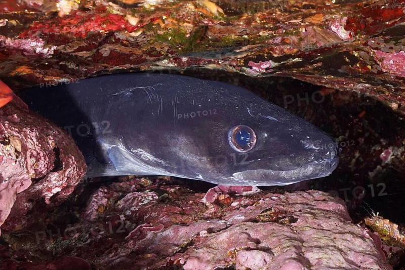 A sea eel (Conger conger) hides in a rocky cave, its eyes sparkle in the low light of the underwater world in the Mediterranean near Hyères, Giens peninsula diving site, Porquerolles, Provence, Côte d'Azur, France