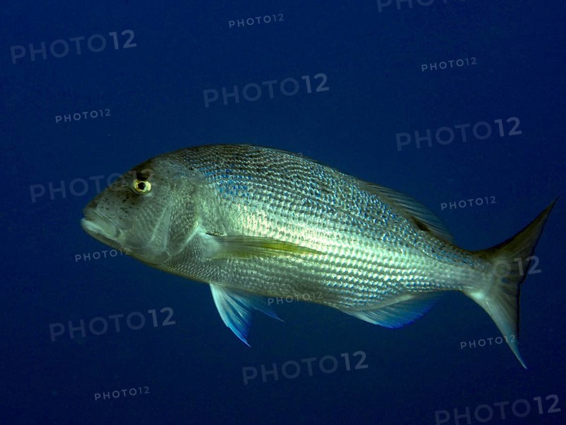 A single fish, toothbream (Dentex dentex), swims in deep blue water in the Mediterranean near Hyères, Giens peninsula diving site, Porquerolles, Provence, Côte d'Azur, France