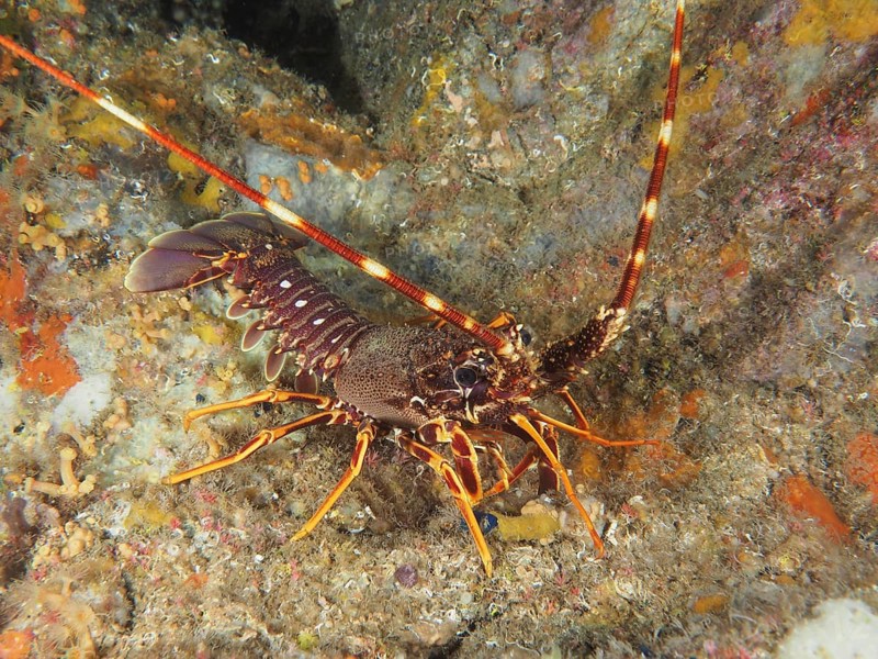 Detailed view of European crawfish (Palinurus elephas) in the Mediterranean near Hyères, Giens peninsula diving site, Porquerolles, Provence, Côte d'Azur, France