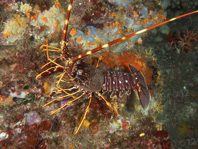Underwater view of European crawfish (Palinurus elephas) on a colorful seabed in the Mediterranean near Hyères, Giens peninsula diving site, Porquerolles, Provence, Côte d'Azur, France