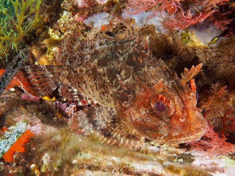Brown dragon head (Scorpaena porcus) in reddish brown tones between seaweed under water in the Mediterranean near Hyères, Giens peninsula diving site, Porquerolles, Provence, Côte d'Azur, France