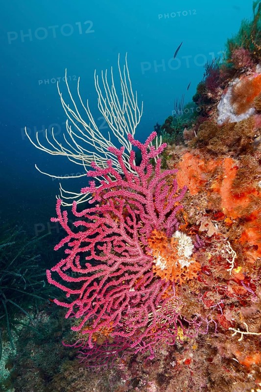 Colourful corals, colour-changing gorgonia (Paramuricea clavata) and white gorgonia (Eunicella singularis) on a rock in a bright blue sea in the Mediterranean near Hyères, Giens peninsula diving site, Porquerolles, Provence, Côte d'Azur, France