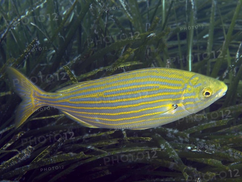 A single, colorful fish with yellow-blue stripes, gold stripes (Sarpa salpa), swims through seagrass in the Mediterranean near Hyères, Giens peninsula diving site, Porquerolles, Provence, Côte d'Azur, France
