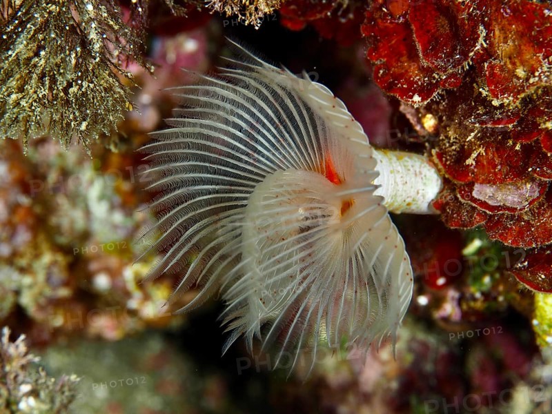 A smooth calcareous tubular worm (Protula tubularia) with spread tentacles in a lively reef in the Mediterranean near Hyères, Giens peninsula diving site, Porquerolles, Provence, Côte d'Azur, France